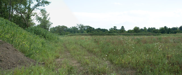 velvetleaf habitat