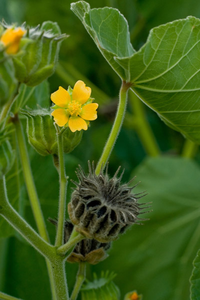 velvetleaf