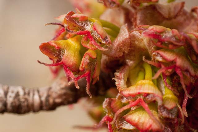 silver maple pistilate cluster
