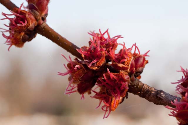 silver maple female flowers