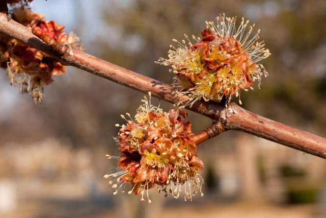 silver maple male flowers