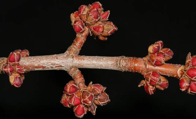 silver maple twig