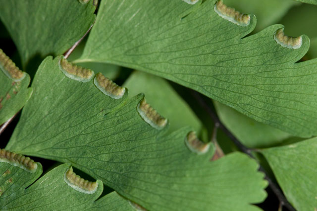 maidenhair fern indusium closeup