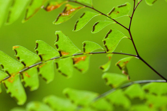 maidenhair fern indusia