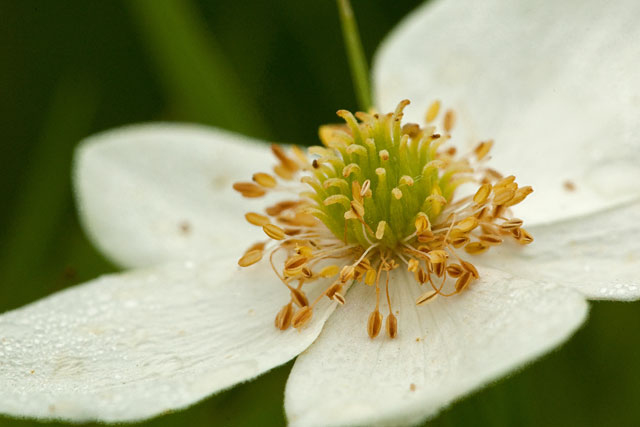 Canada aemone flower