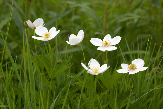 Canada anemone