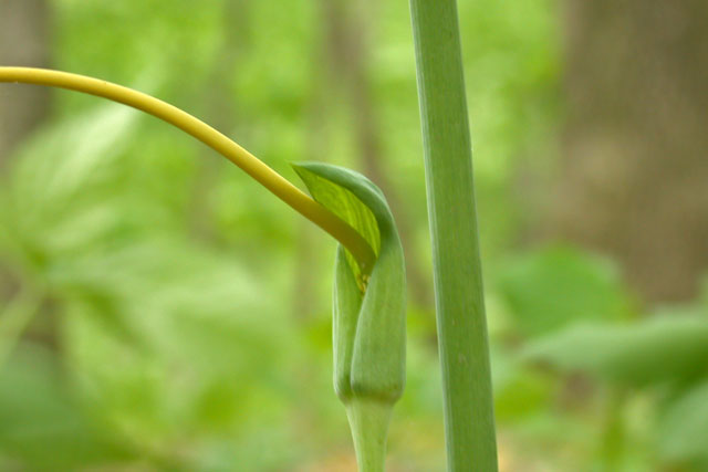 green dragon flower