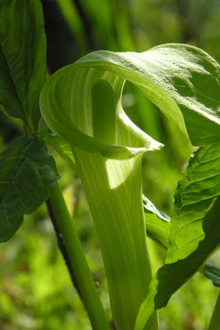 jack-in-the-pulpit