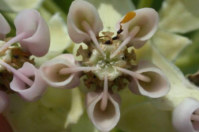 milkweed flower aerial view