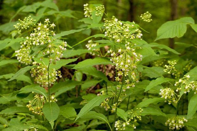 poke milkweed