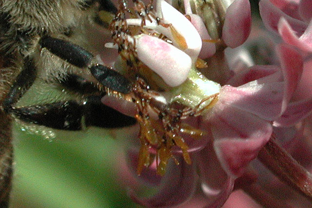 honeybee leg swamp milkweed uber pollinaria