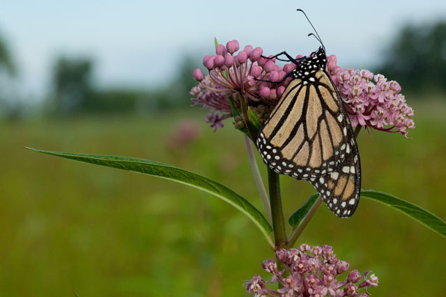 swamp milkweed