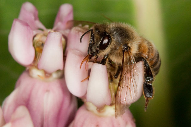 bee stuck on milkweed flower