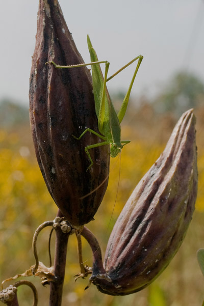 sullivant's milkweed fruits