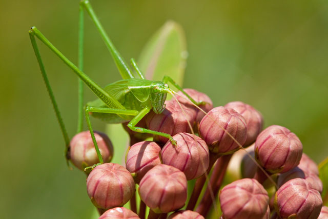 a green katydid!