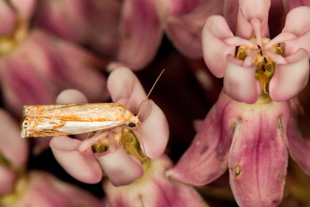 little moth on Sullivant's milkweed