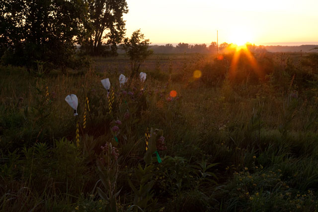 milkweed pollination experiment