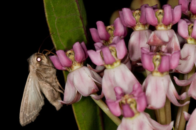 moth drinking mikweed nectar