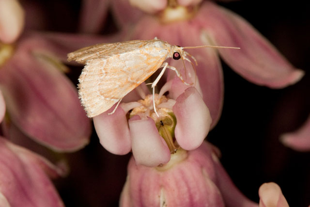 yet another moth on Sully's m-weed!