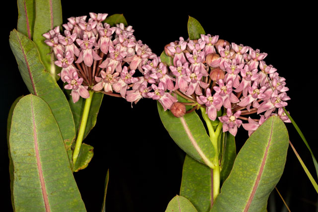 nightime at the milkweed prairie