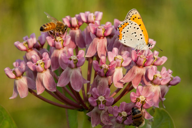 Sullivant's milkweed and bronzed copper