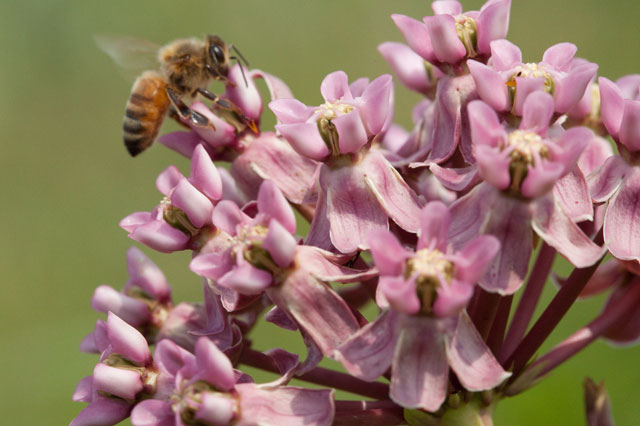 honeybee foraging