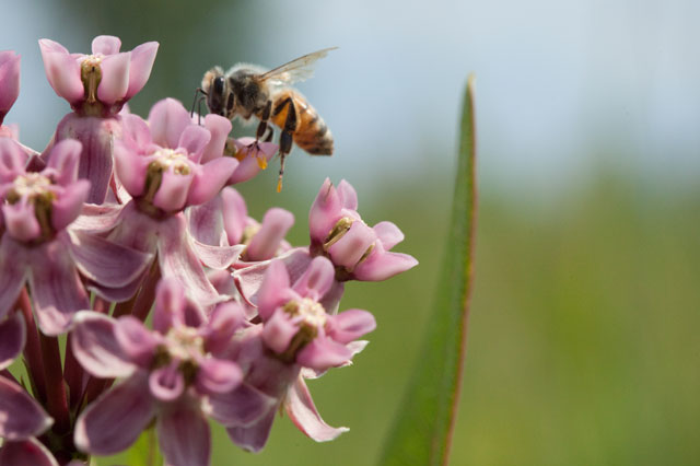 Sullivant's milkweed pollination