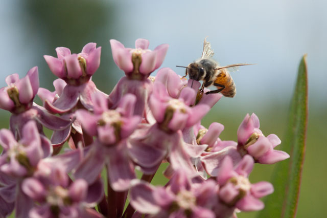 milkweed stigma