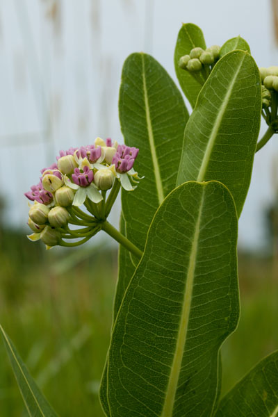 Sullivant's milkweed color variant