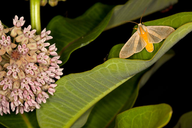 common milkweed and moth
