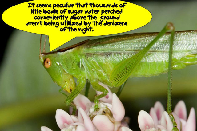 grasshopper ponders ecology