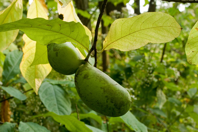 pawpaw fruit