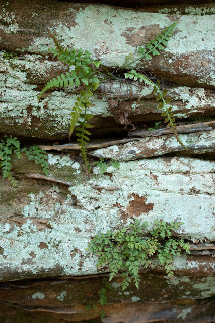 spleenworts on cliff
