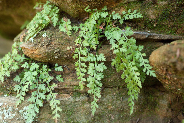 mountain spleenwort