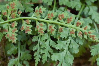 mountain spleenwort indusia