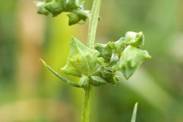 spear-scale fruits