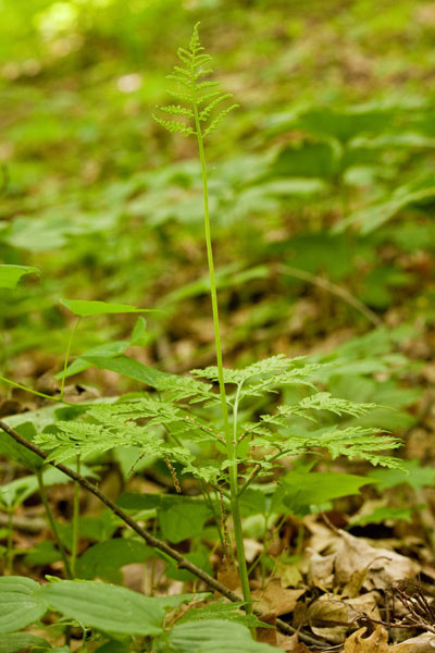 rattlesnake-fern