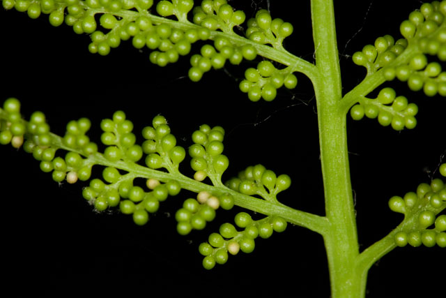 rattlesnake-fern sporangia