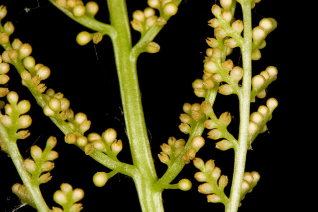 rattlesnake-fern sporangia