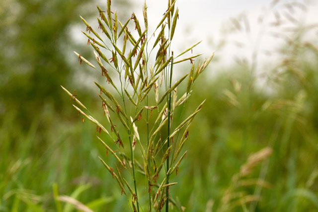 smooth brome grass