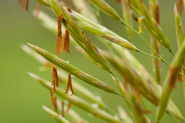 Hungarian brome florets