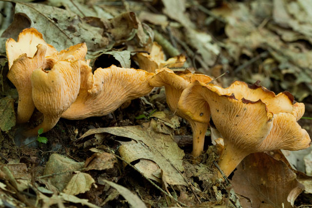 chanterelle