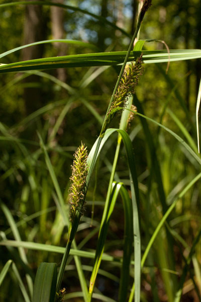 lake sedge