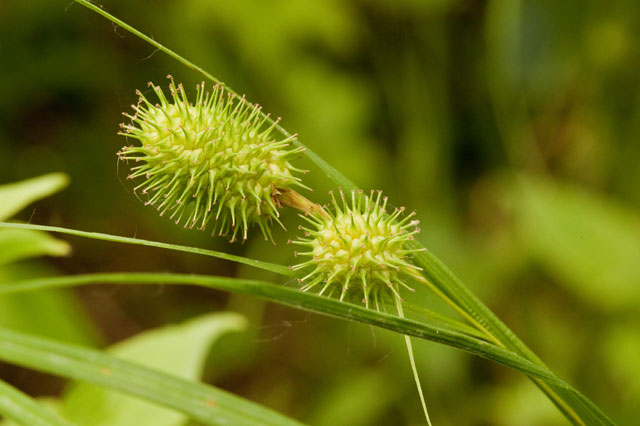 Carex squarosa