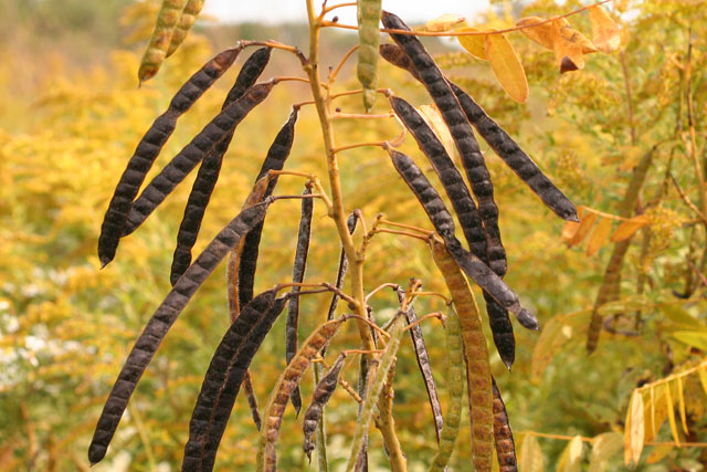 wild senna fruits