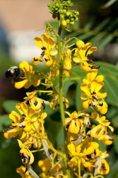 wild senna