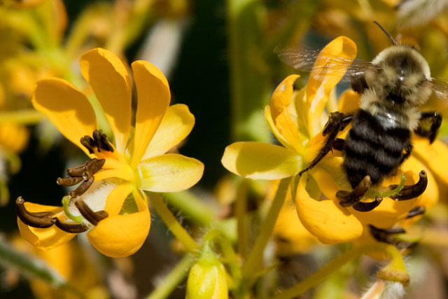 wild senna close with bumblebee