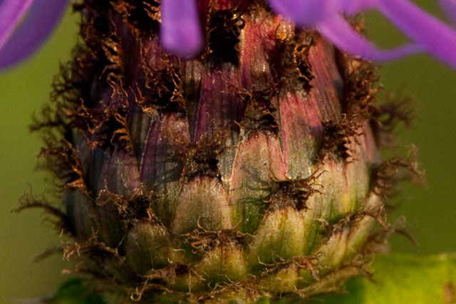 knapweed phyllaries