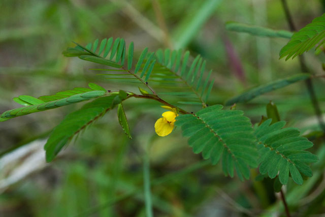 wild sensitive plant