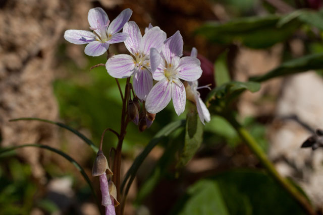 narrow-leaved spring beauty